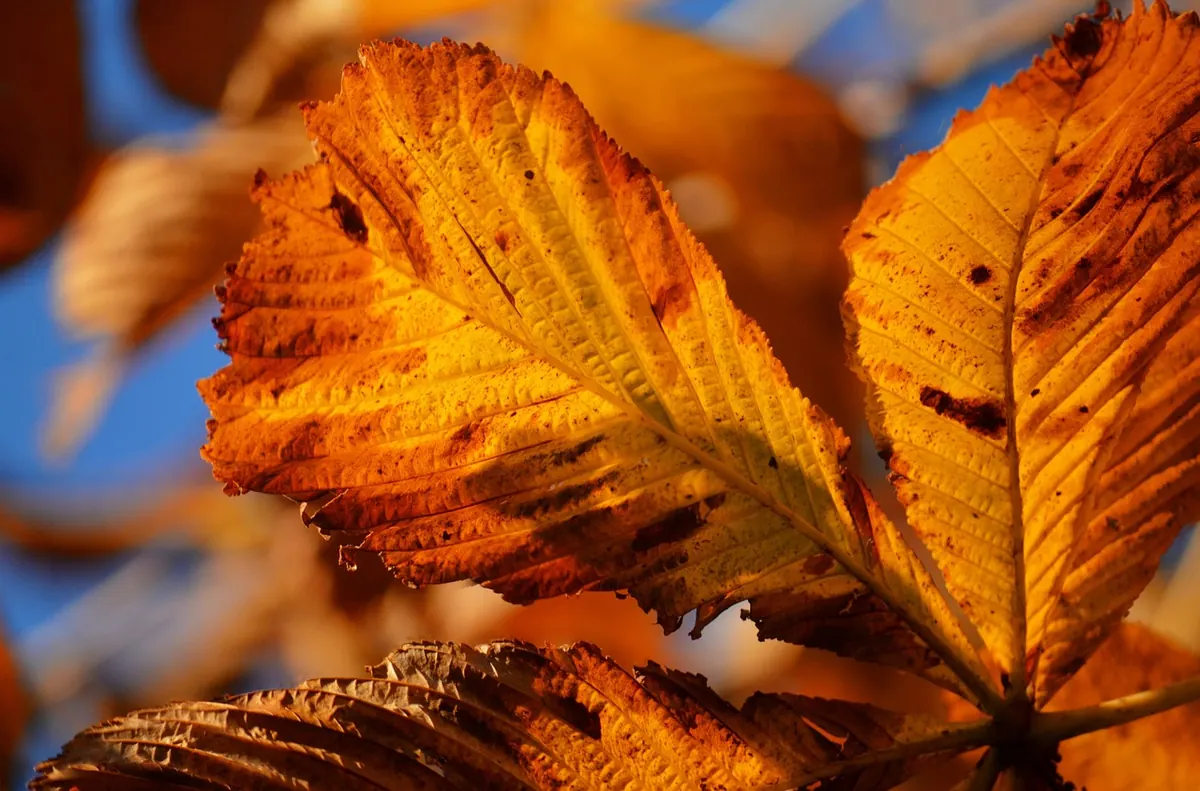 Autumn Early Mornings: How to Adjust Your Routine as UK Sunrises Get Later